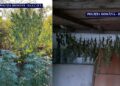 Călărășeanul Bogdan Neagu, prins cu o plantație de cannabis în Plătărești