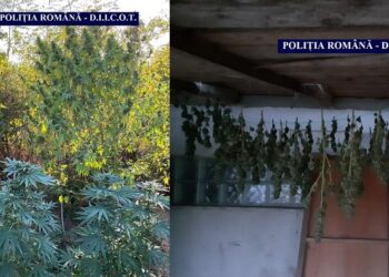 Călărășeanul Bogdan Neagu, prins cu o plantație de cannabis în Plătărești