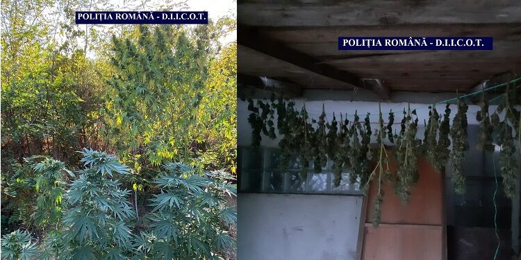 Călărășeanul Bogdan Neagu, prins cu o plantație de cannabis în Plătărești